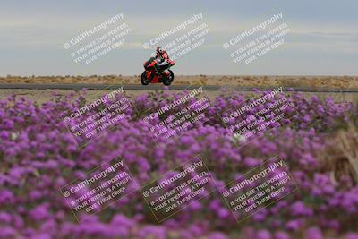 media/Jan-14-2023-SoCal Trackdays (Sat) [[497694156f]]/Turn 14 Exit Bloomig (145pm)/